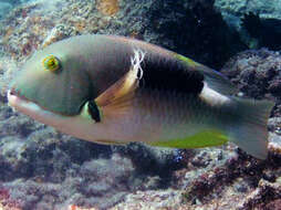 Image of Anchor trunkfish