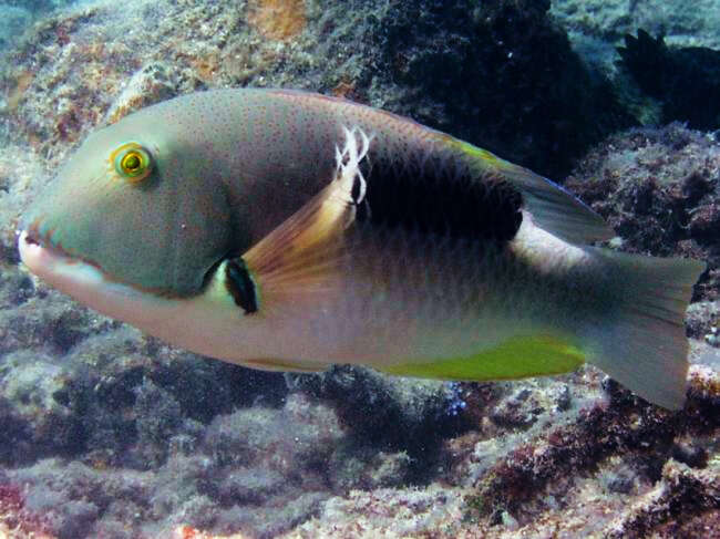 Image of Anchor trunkfish