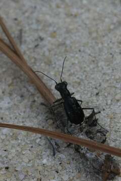 Image of Cicindela (Cicindelidia) abdominalis Fabricius 1801