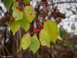 Image of Amur honeysuckle