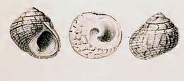 Image of Austrocochlea zeus (P. Fischer 1874)