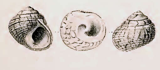 Image of Austrocochlea zeus (P. Fischer 1874)