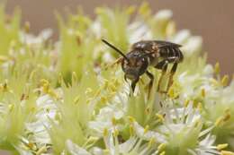 Halictus maculatus Smith 1848的圖片