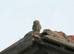 Image of Little Owl