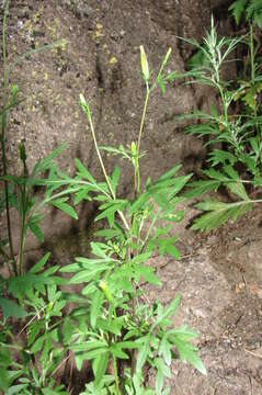 Image of Bidens parviflora Willd.