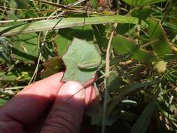 Plancia ëd Senecio oxyriifolius subsp. oxyriifolius