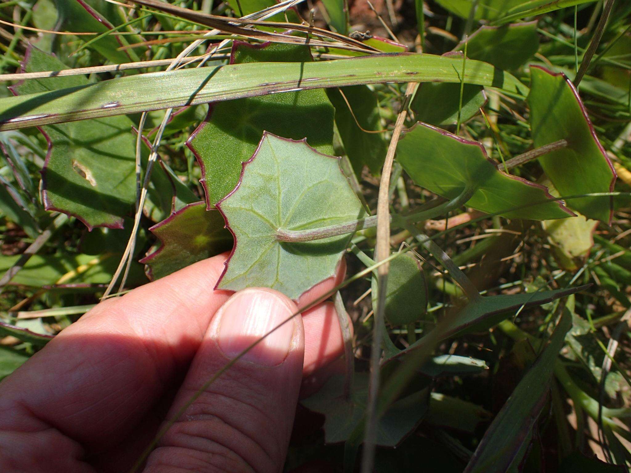 Imagem de Senecio oxyriifolius subsp. oxyriifolius