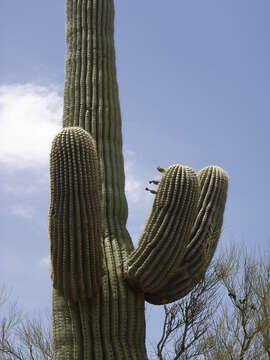 Image of saguaro