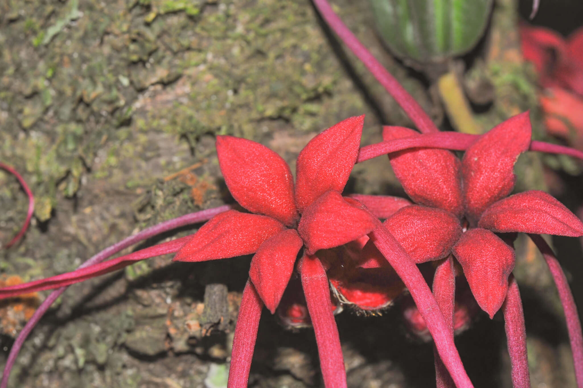 Image of Herrania mariae (C. Mart.) Decaisne ex Goudot