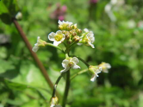 Image of field pennycress