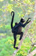 Image of White-cheeked Spider Monkey