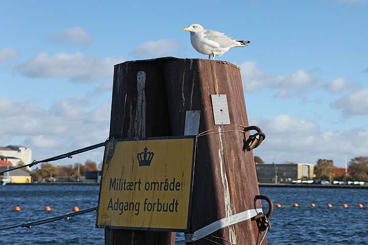 Image of European Herring Gull