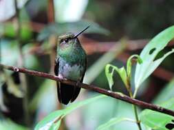 Image of pufflegs