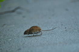 Image of Striped Field Mouse