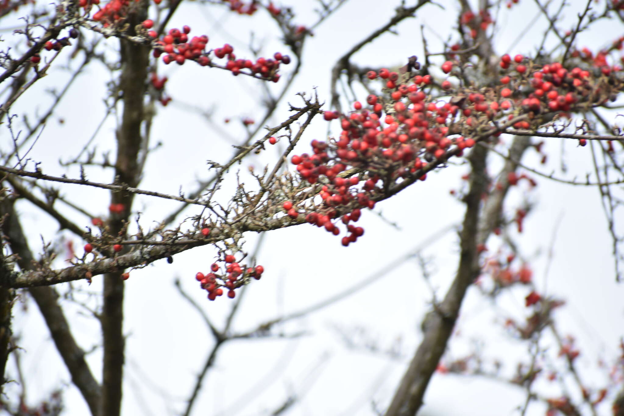 Image of Diels's cotoneaster