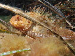 Image of Black Scorpion-fish