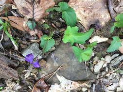 Image of Three-Lobe Violet