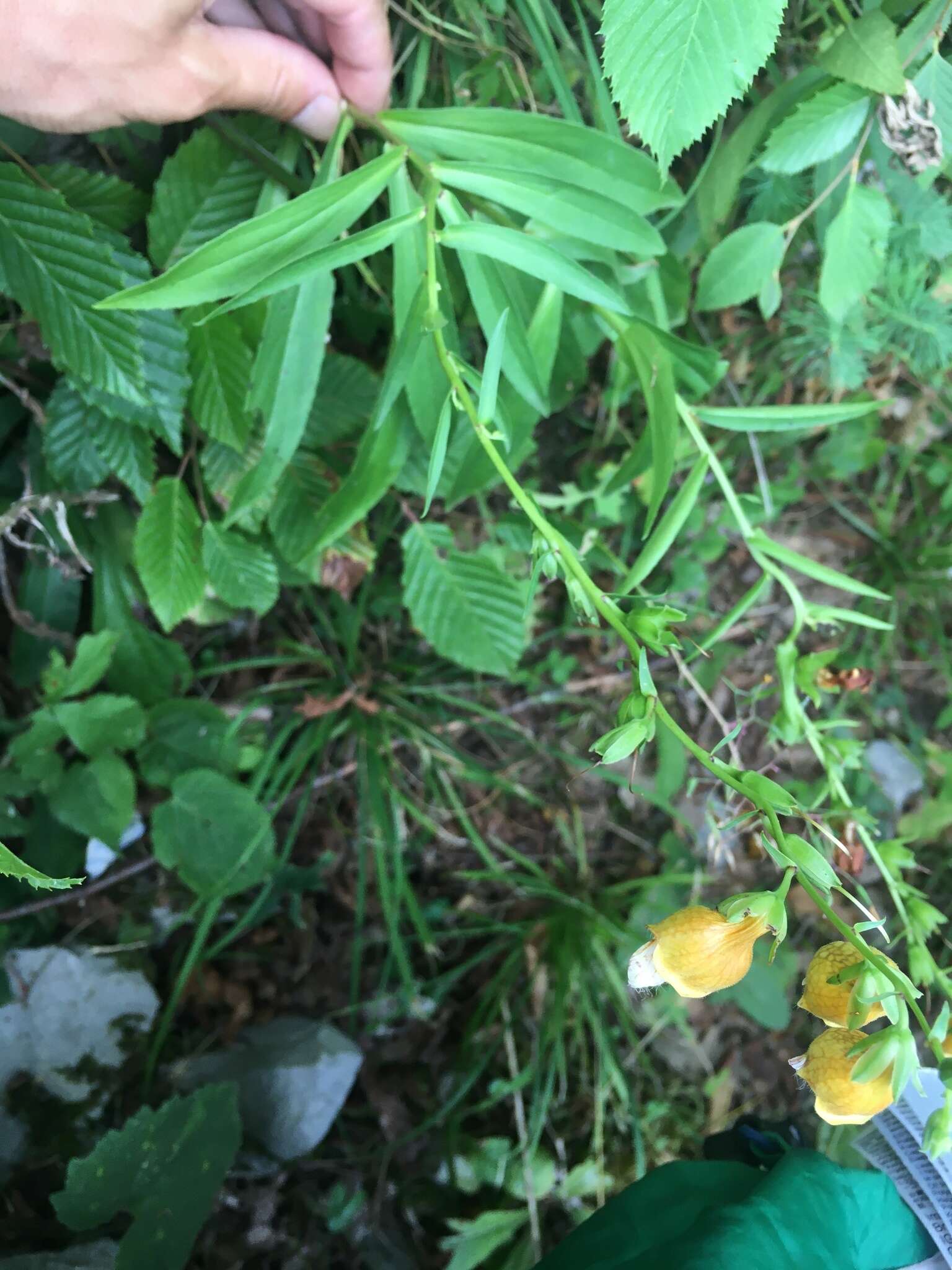 Imagem de Digitalis laevigata Waldst. & Kit.