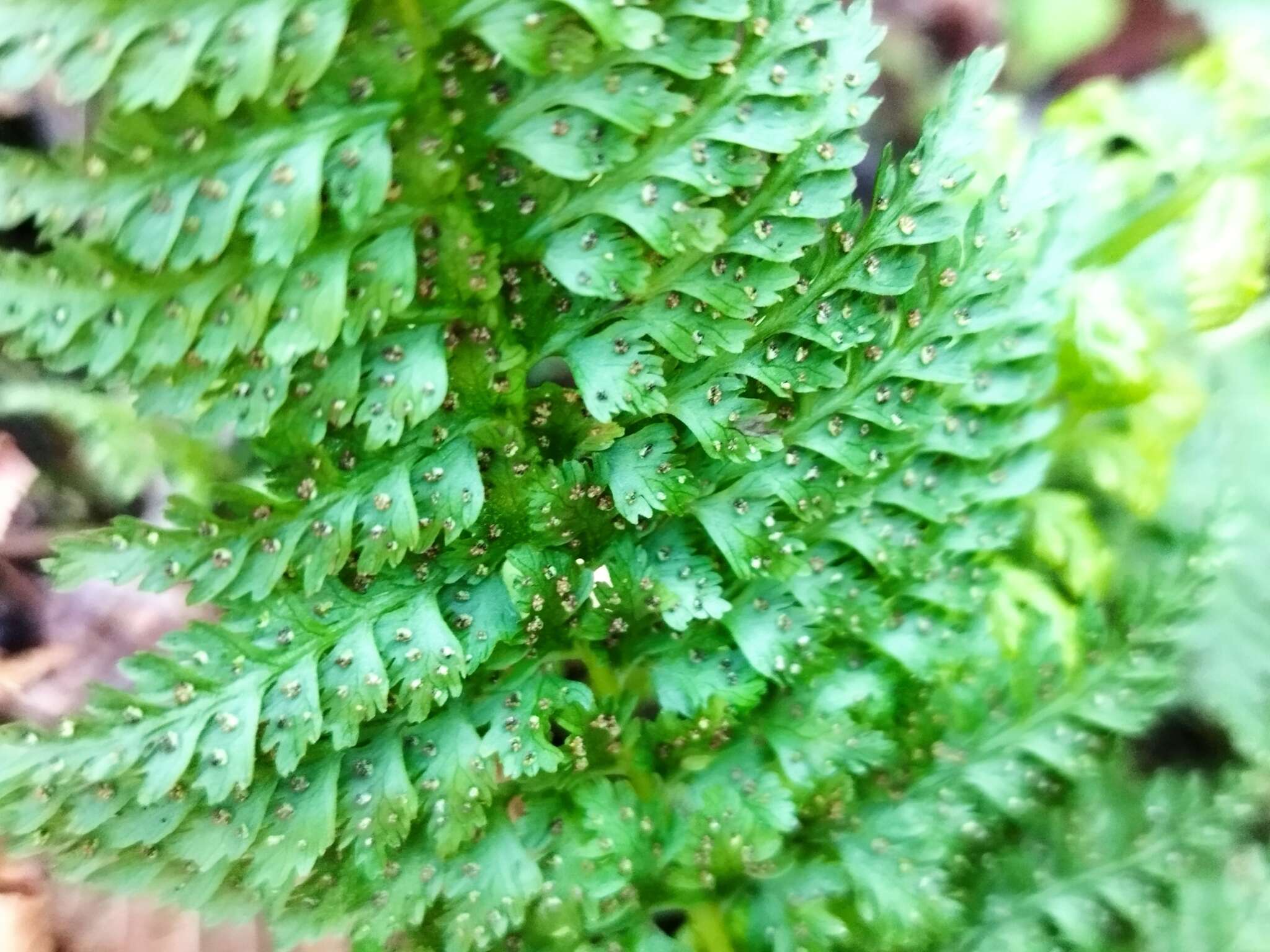 Image of Cystopteris diaphana (Bory) Blasdell