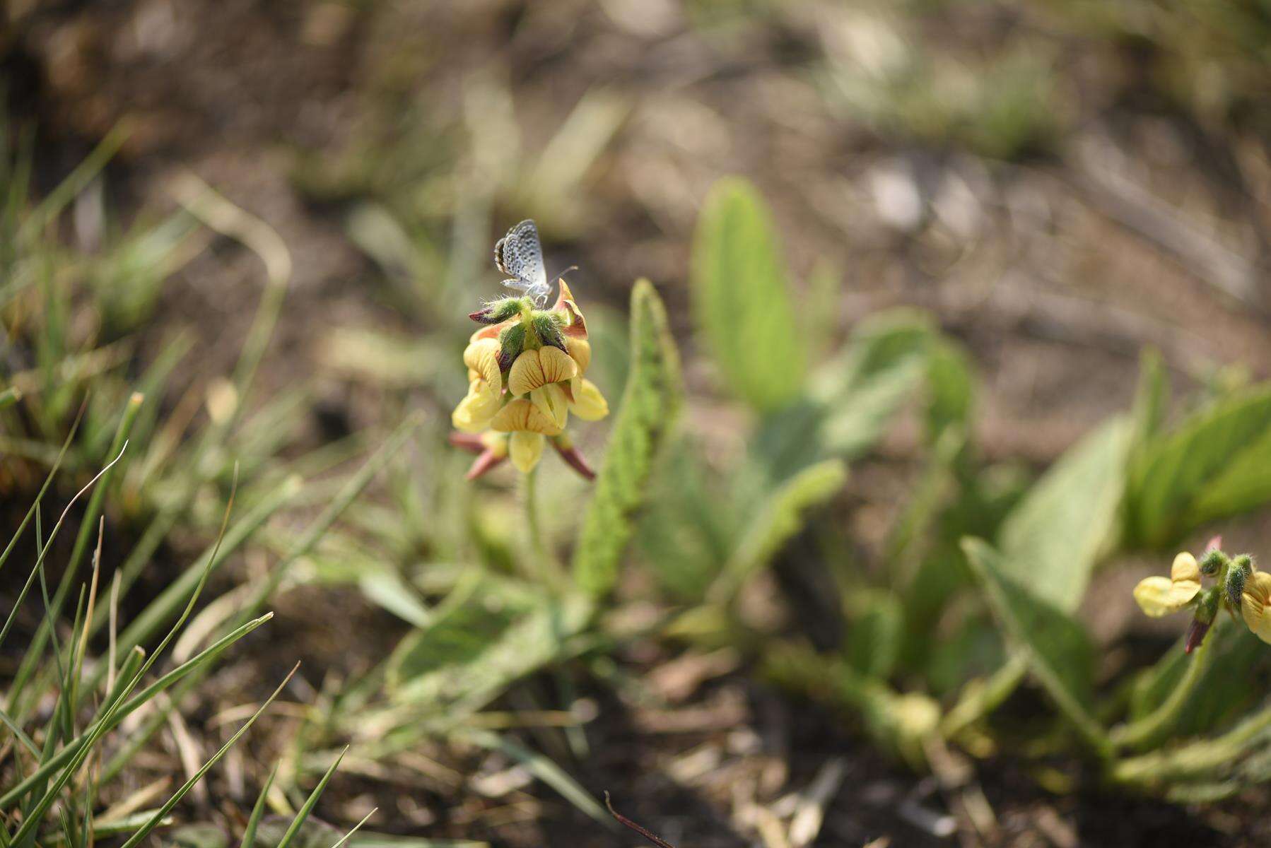 Image of Eriosema cordatum E. Mey.