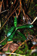 Слика од Paphiopedilum javanicum (Reinw. ex Lindl.) Pfitzer