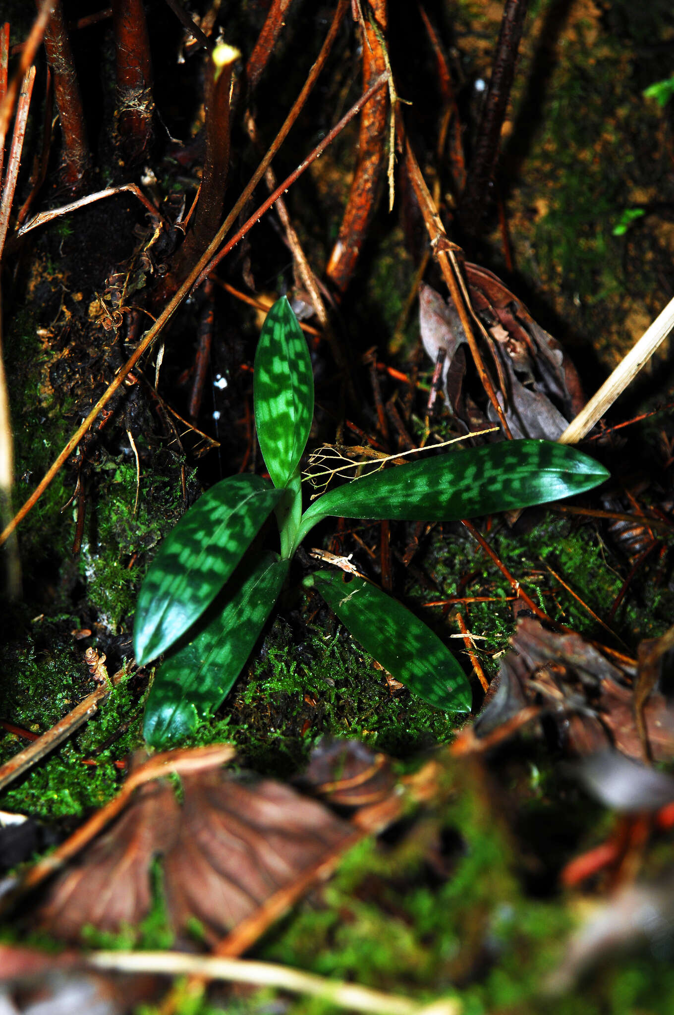 Image de Paphiopedilum javanicum (Reinw. ex Lindl.) Pfitzer