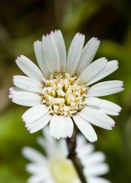 Image of Gerbera parva N. E. Br.