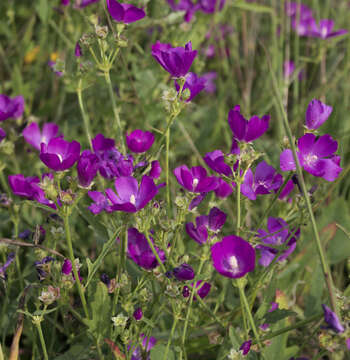 Image de Callirhoe triangulata (Leavenw.) Gray