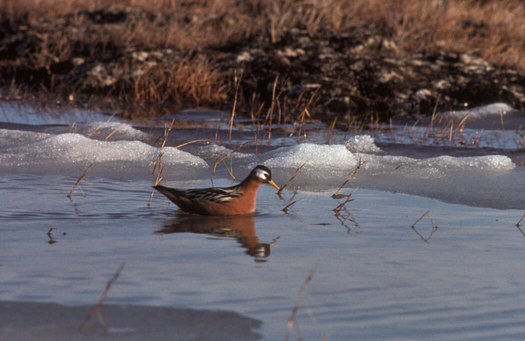 Image of Grey (Red) Phalarope