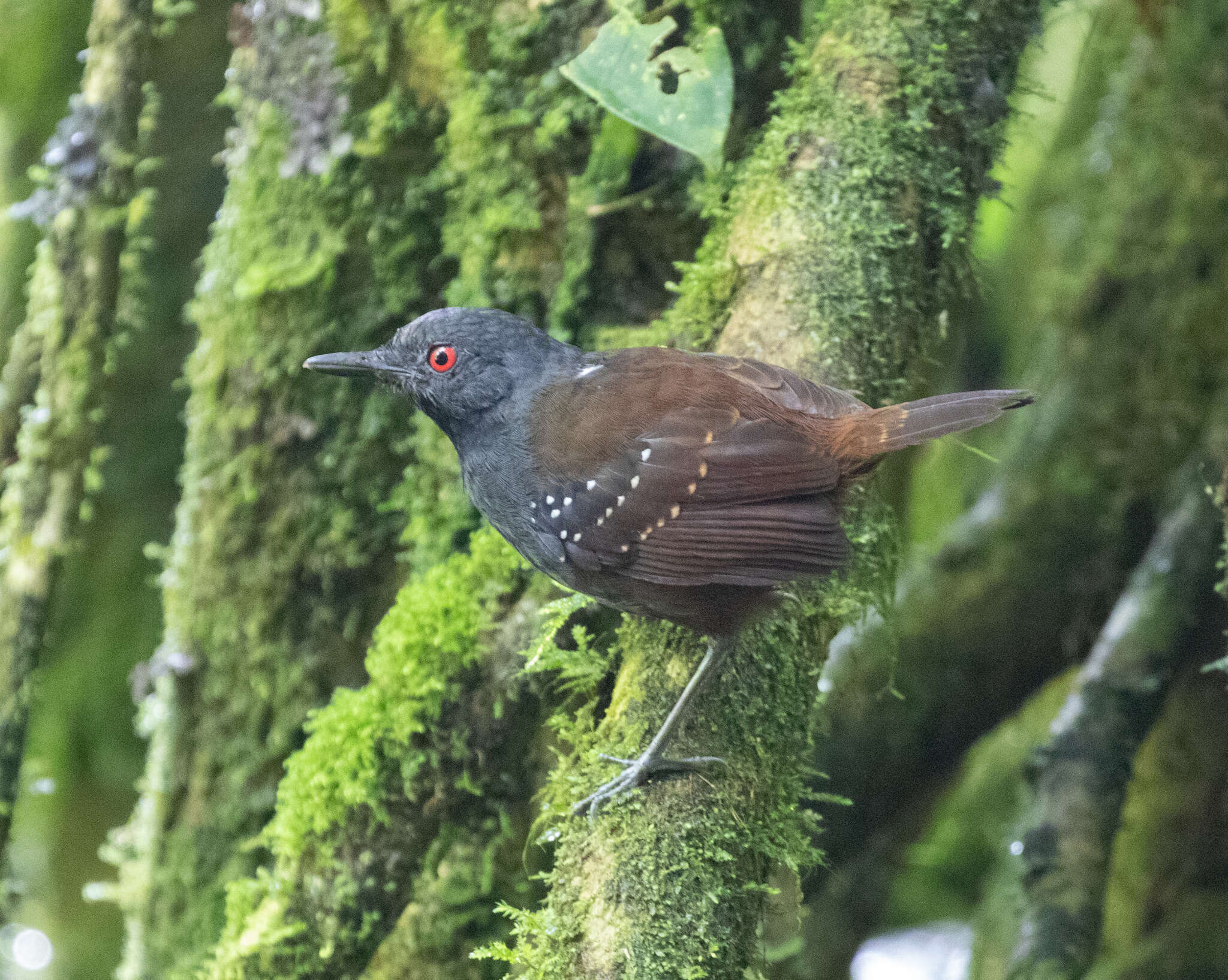 Image of Dull-mantled Antbird