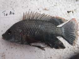 Image de Oreochromis urolepis (Norman 1922)