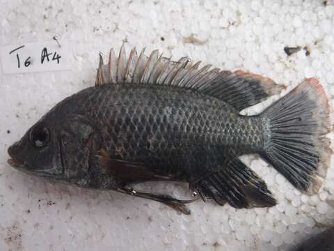 Imagem de Oreochromis urolepis (Norman 1922)