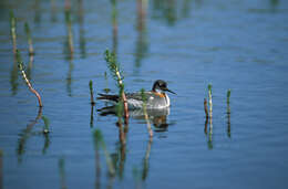 Image of Red-necked Phalarope