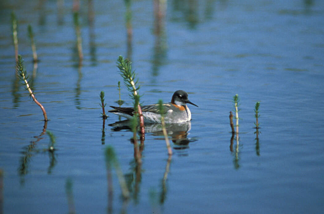 Image of Red-necked Phalarope