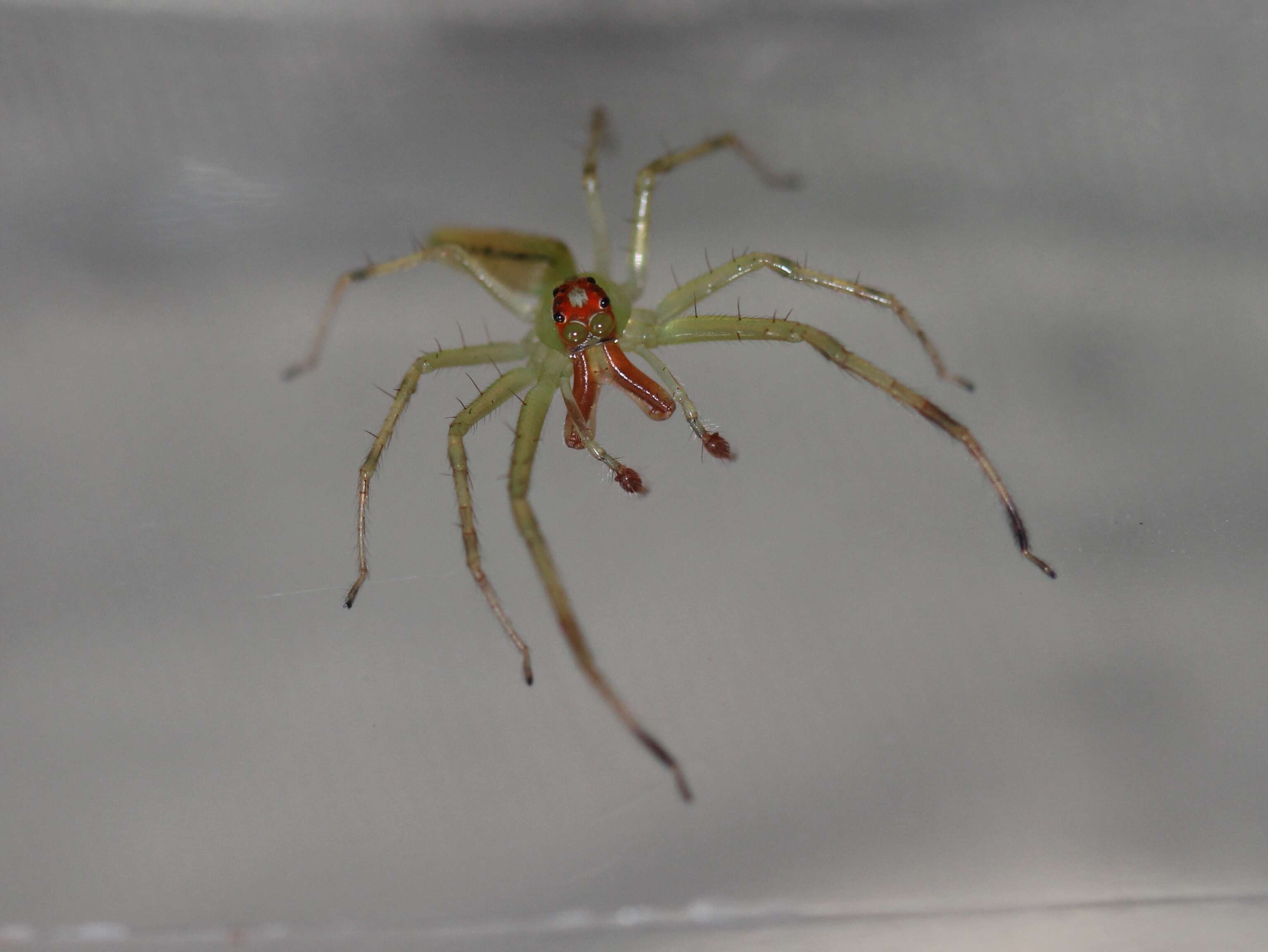 Image of Magnolia Green Jumper