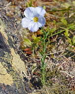 Imagem de Linum komarovii subsp. boreale (Juz.) T. V. Egorova