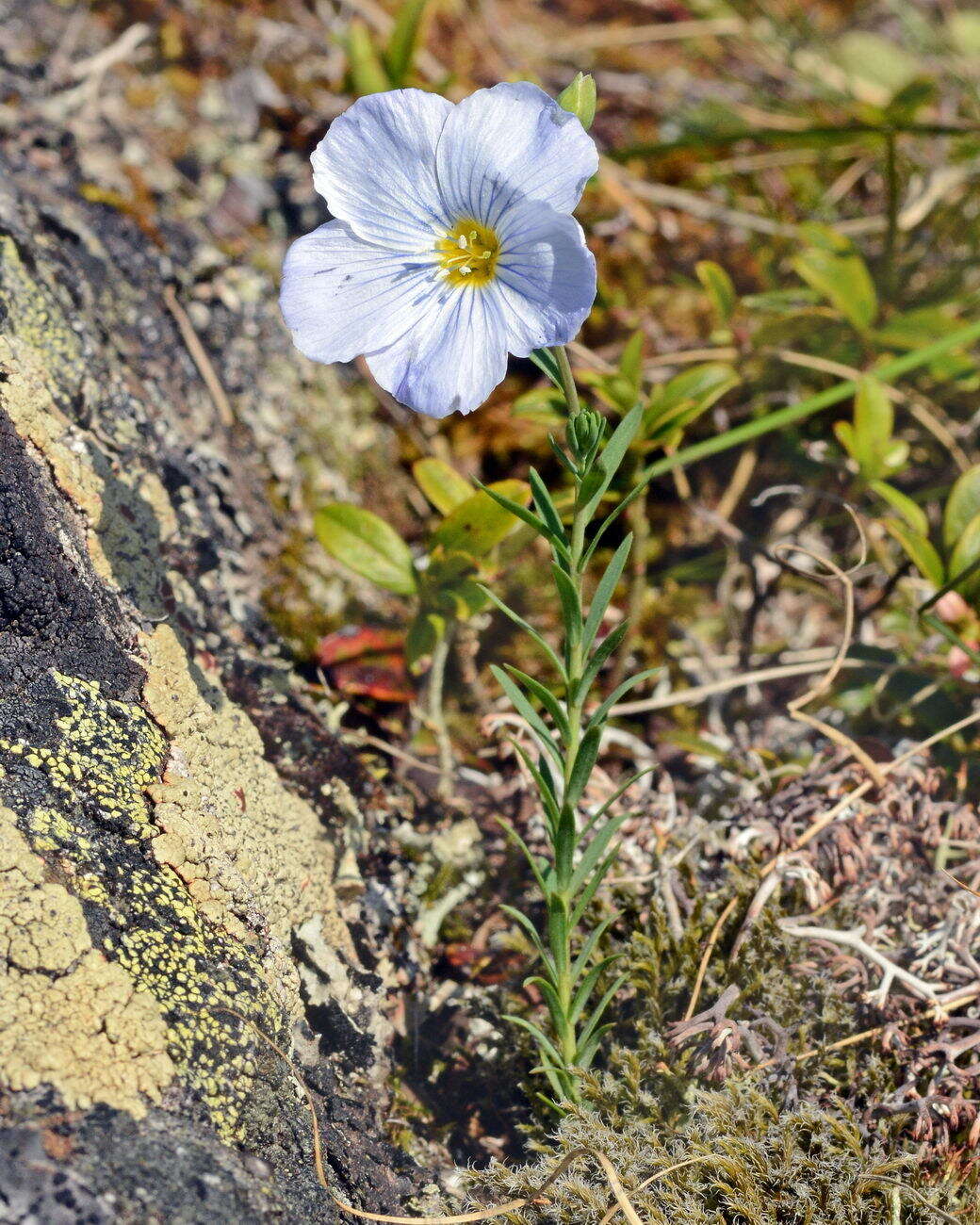 Imagem de Linum komarovii subsp. boreale (Juz.) T. V. Egorova