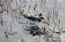 Image of Red-necked Phalarope