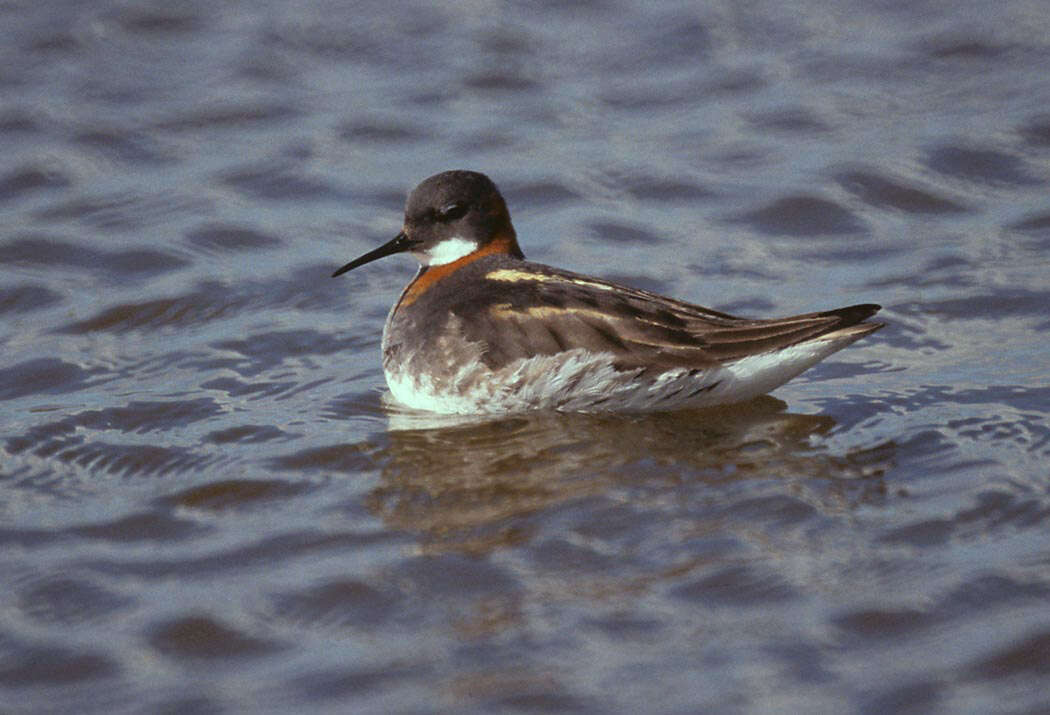 Image of Red-necked Phalarope