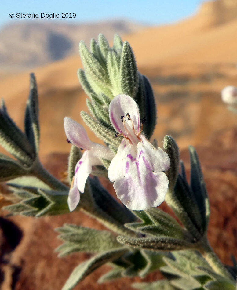 Imagem de Stachys aegyptiaca Pers.