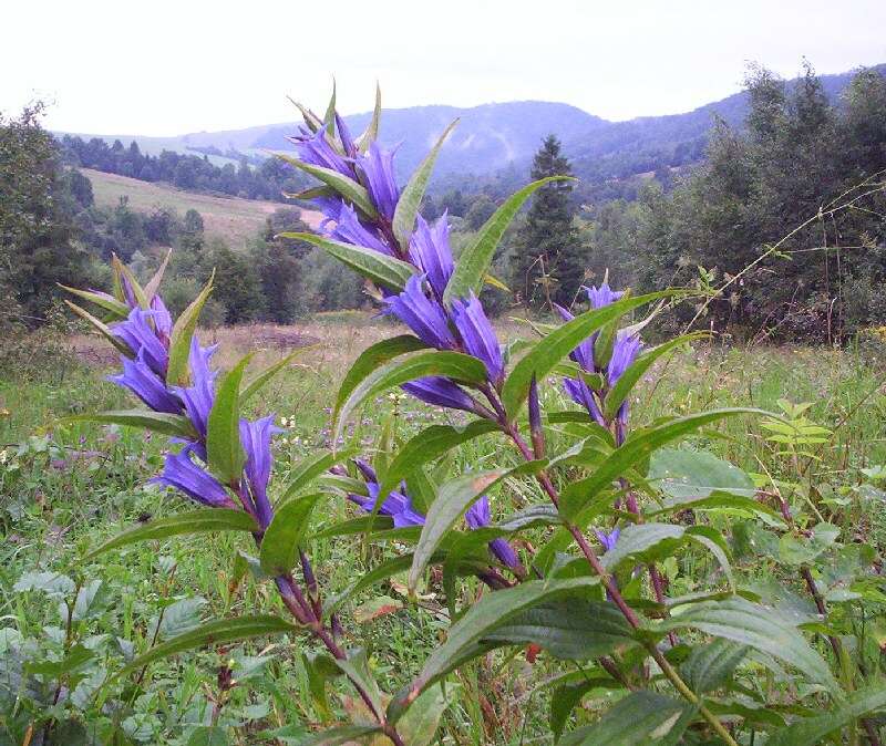 Gentiana asclepiadea L.的圖片