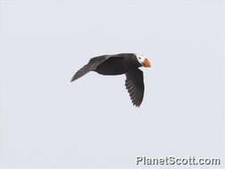 Image of Tufted Puffin