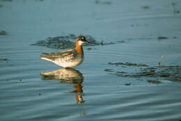 Image of Red-necked Phalarope