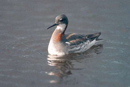 Image of Red-necked Phalarope