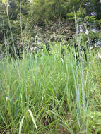 Image of switchgrass