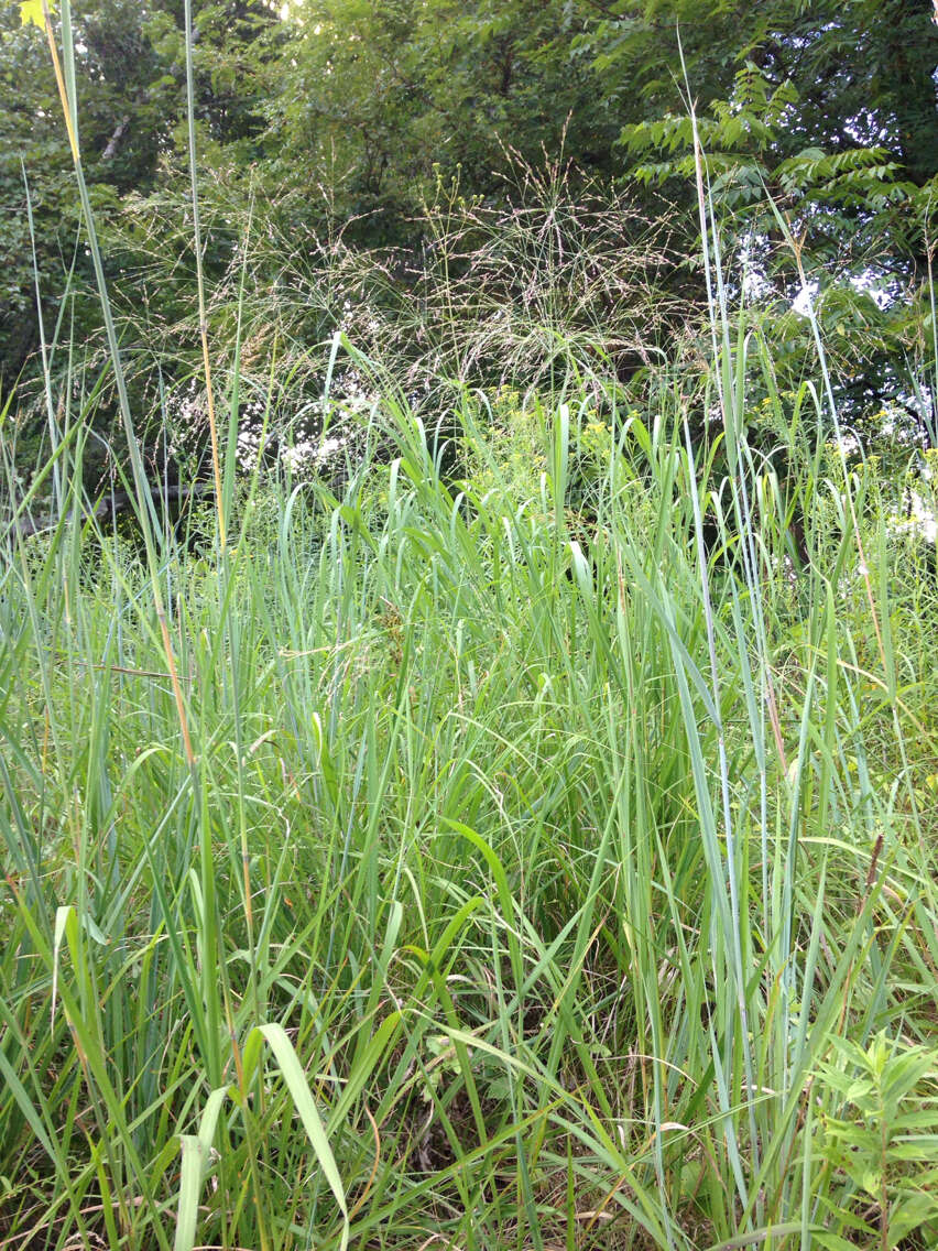 Image de Panicum virgatum var. virgatum