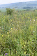 Image of Thalictrum simplex L.