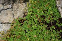 Imagem de Saxifraga sedoides L.