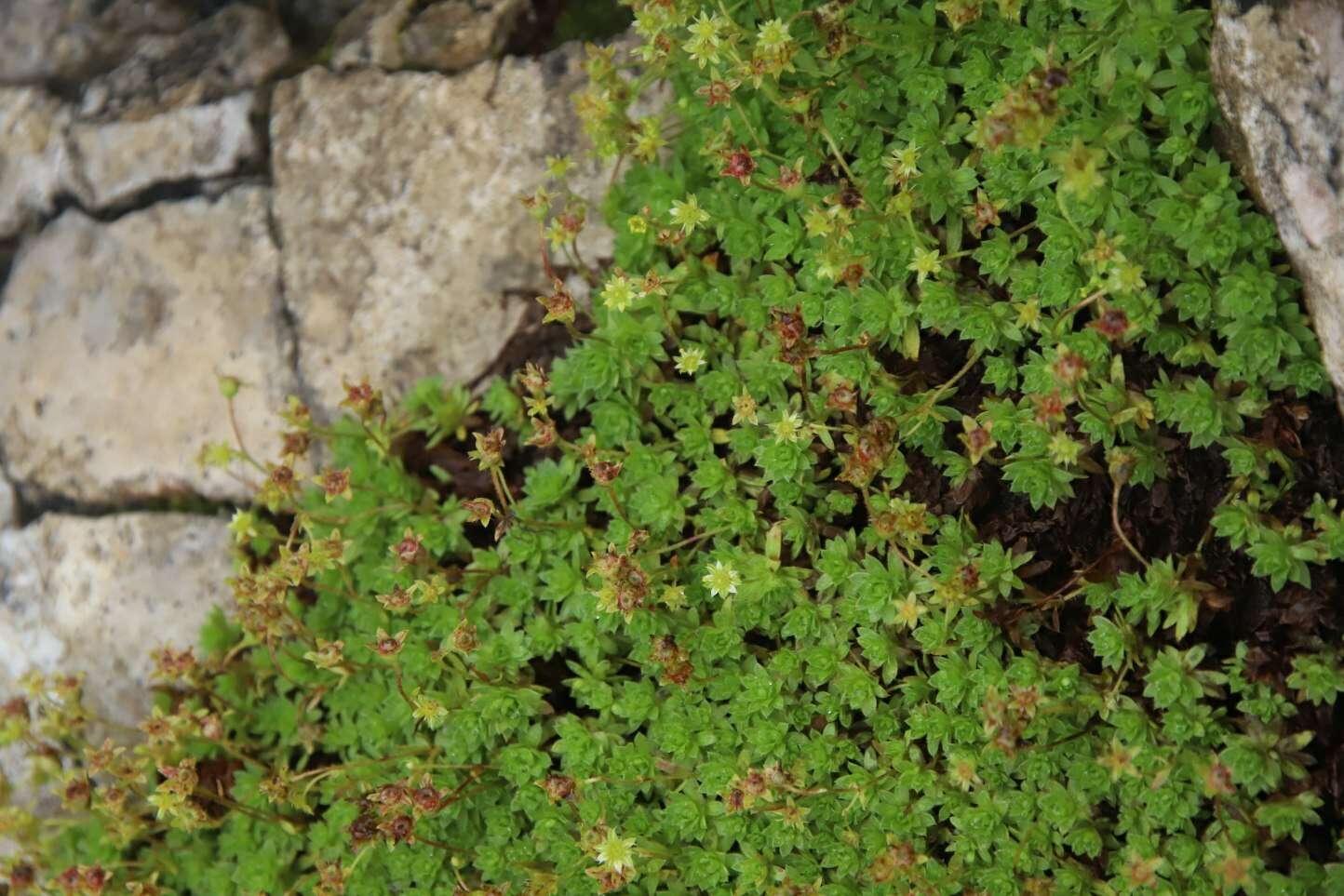 Plancia ëd Saxifraga sedoides L.