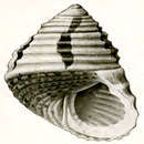 Image of Austrocochlea diminuta (Hedley 1912)